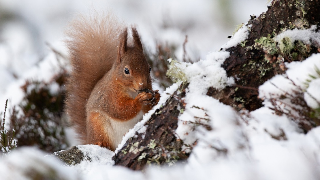 A red squirrel holding a nut in its paws sat in snow at the foot of a tree