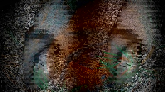 Red squirrel sleeping in a mossy nest with tail curled over its head