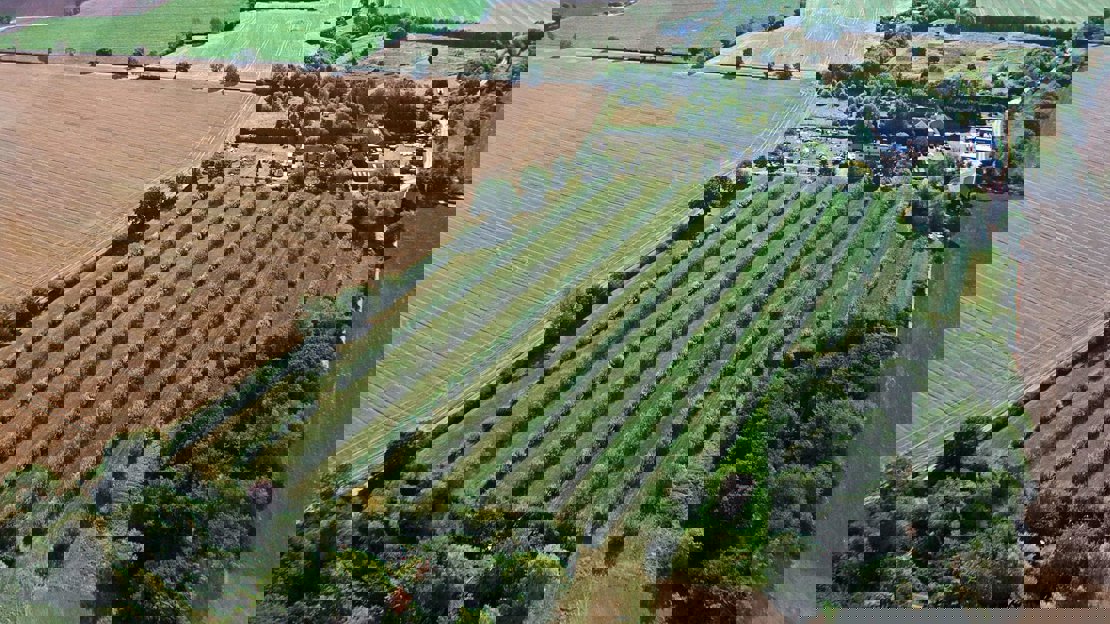 Aerial view of several rows of trees in a green field surrounded by other farmland
