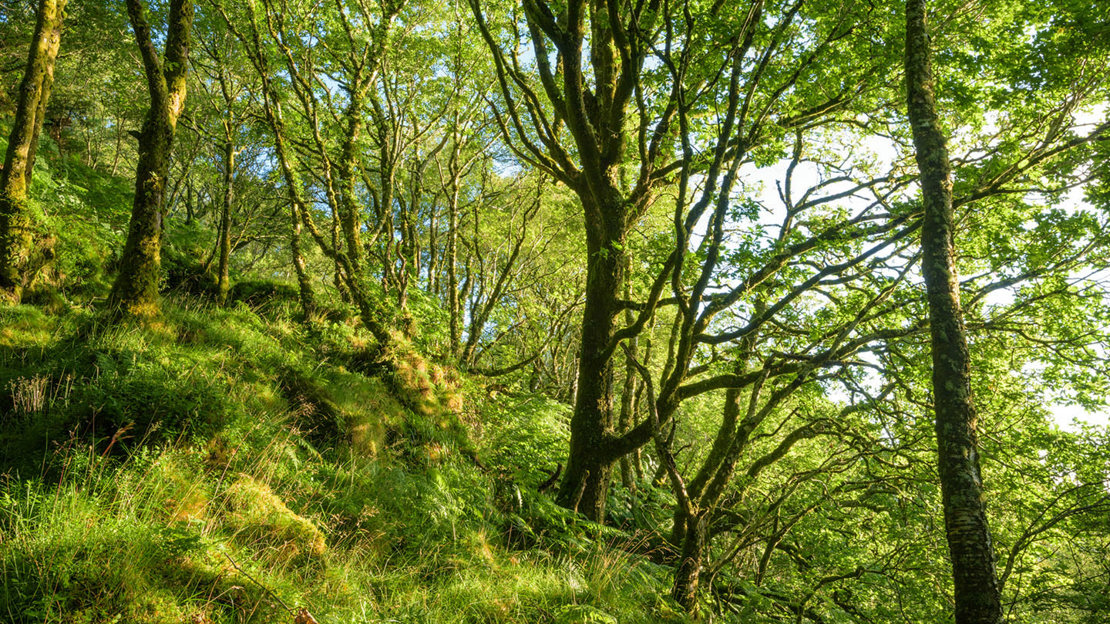 Lush bright green woodland on a hillside