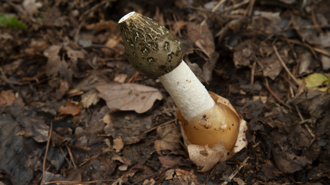 Common stinkhorn mushroom emerging from leaf litter