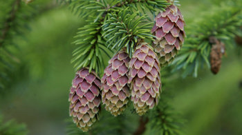 Sitka spruce pine cones