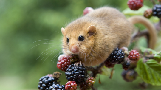 Hazel dormouse on branch with blackberries