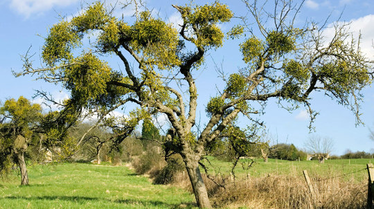 Old apple tree covered in parasitic mistletoe