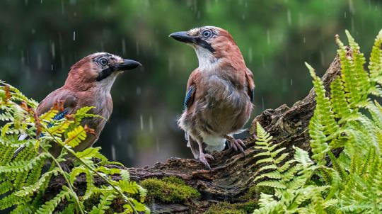 Two Jays perched on a tree trunk, near ferns, during a downpour
