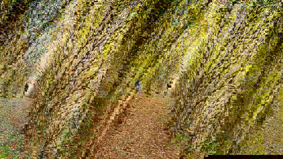 A woodland path with someone walking in the distance