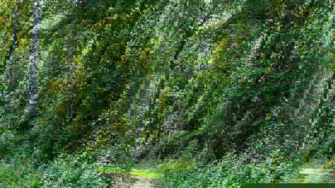 A woodland path leads between a diverse mix of green leafy trees