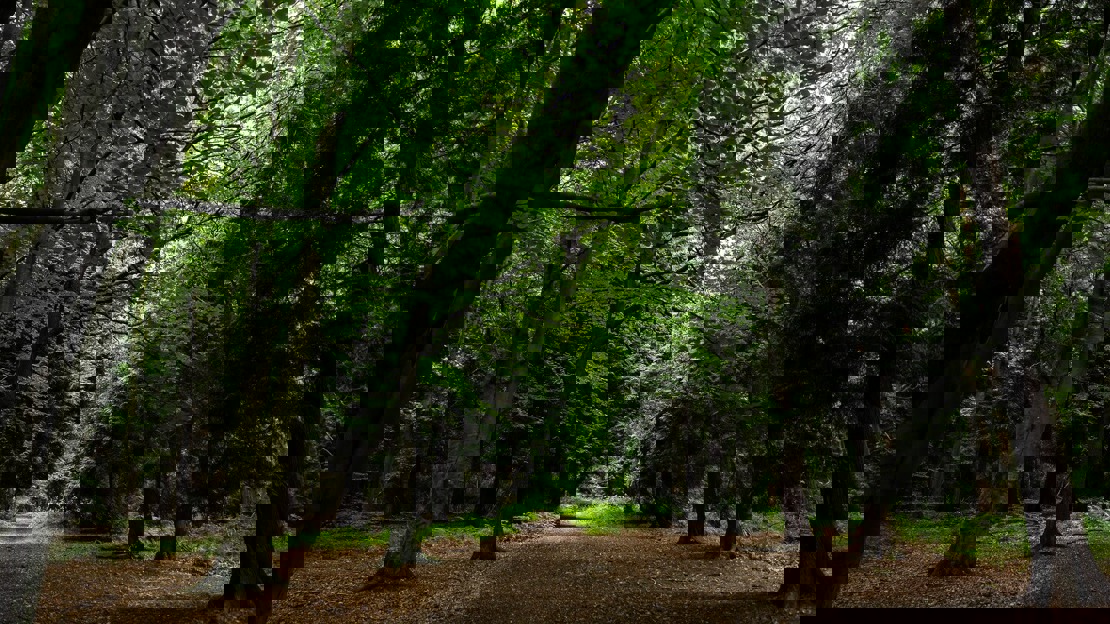 A shady path leads between tall trees with green leaves