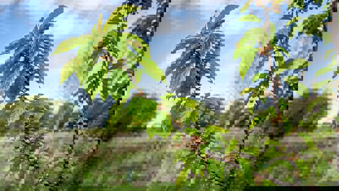 Close up of a young leafy branch with lots of newly planted trees in the background