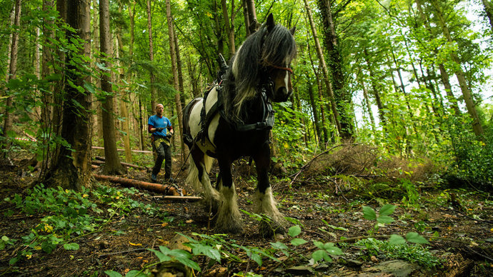 Large shire horse pulling wood through woodland in the restoration podcast