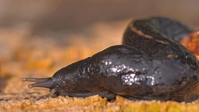 Ash-black slug crawling