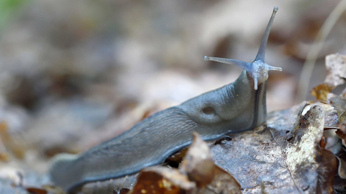 Ash-black slug close up of body and head