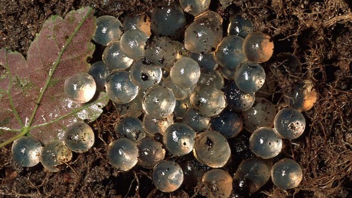 Ash-black slug eggs