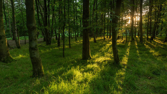 Plantation with light shining through the trees