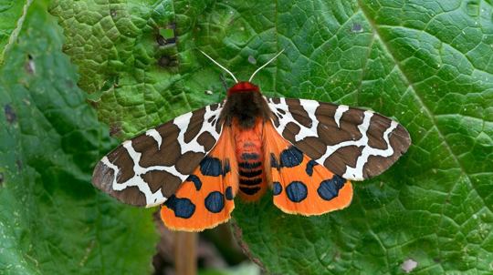 Garden tiger moth resting on leaf