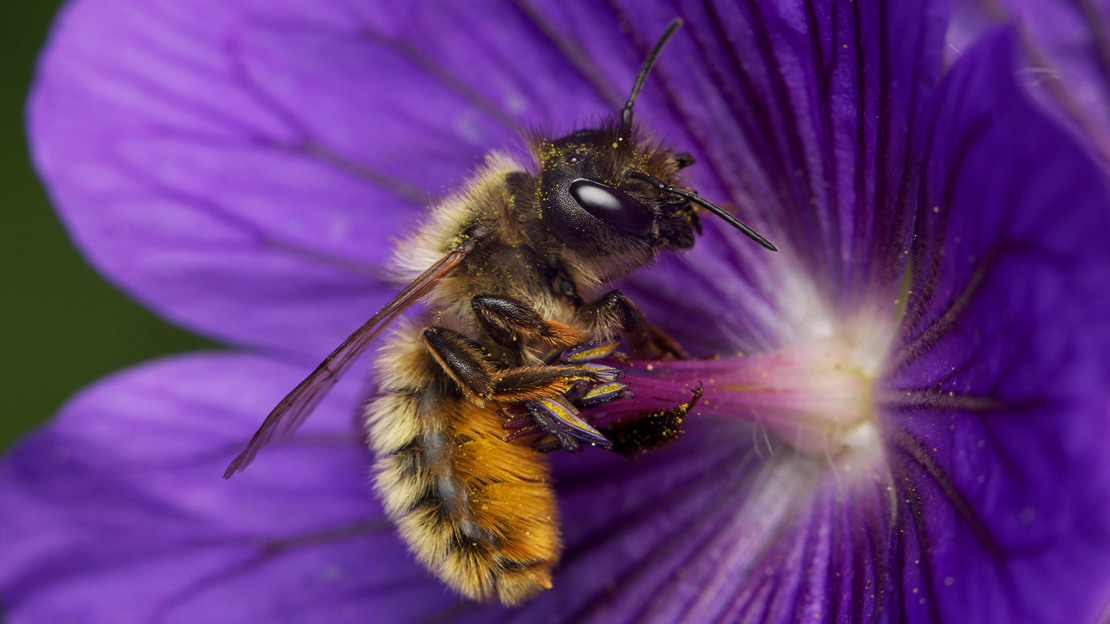 Red mason bee on geranium flower
