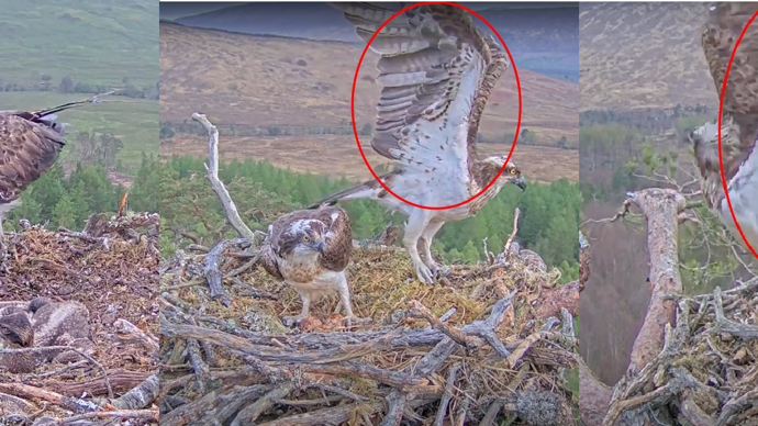 Osprey camera screenshots showing Dorcha's wing markings