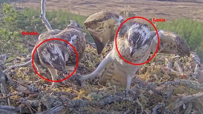 Osprey camera screenshot showing markings on the back of Louis and Dorcha's heads