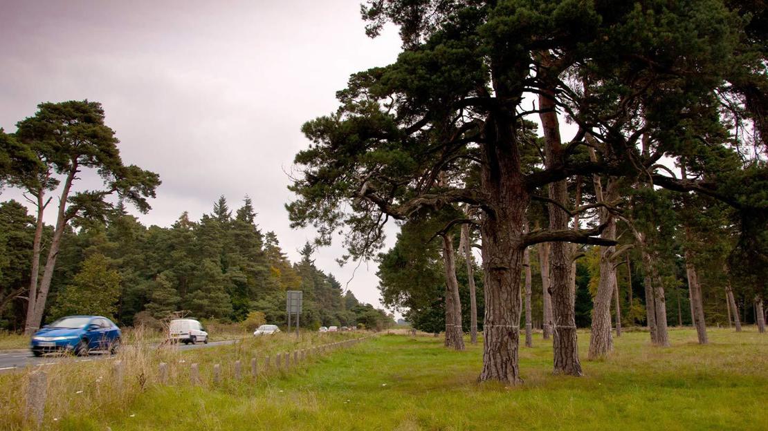 Trees with white crosses painted on their trunks standing alongside a busy road
