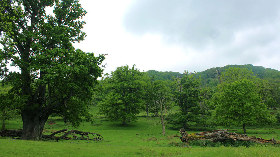 Fallen tree left as deadwood and large veteran trees in a wooded park