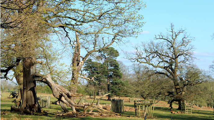 Veteran trees with broken branches in a park