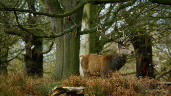 A red deer stag in autumn woodland at Richmond Park