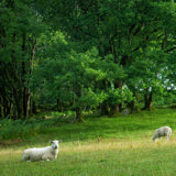 Four sheep grazing in wood pasture at Coed Cymerau Isaf