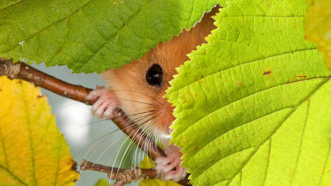 Close up of a hazel dormouse peeking between bright green leaves