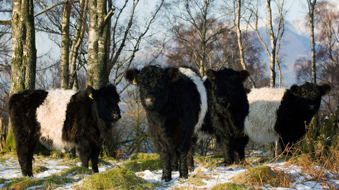 Four black and white Belted Galway cattle in snowy woodland pasture.