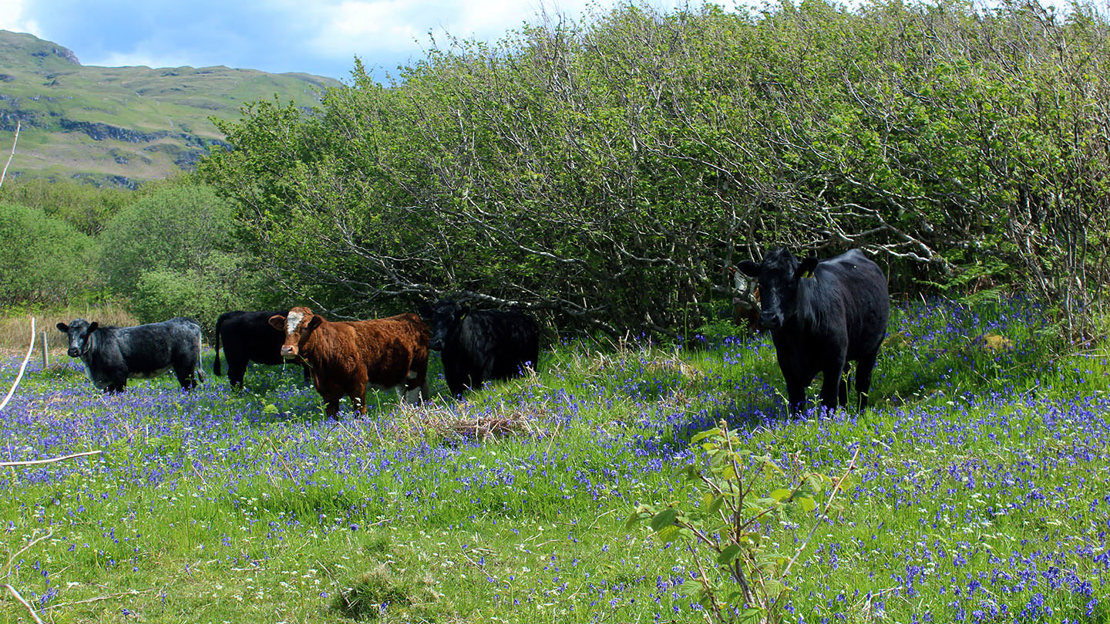 Black and brown cows sheltering under hazel shrubs in a wood pasture with bluebells