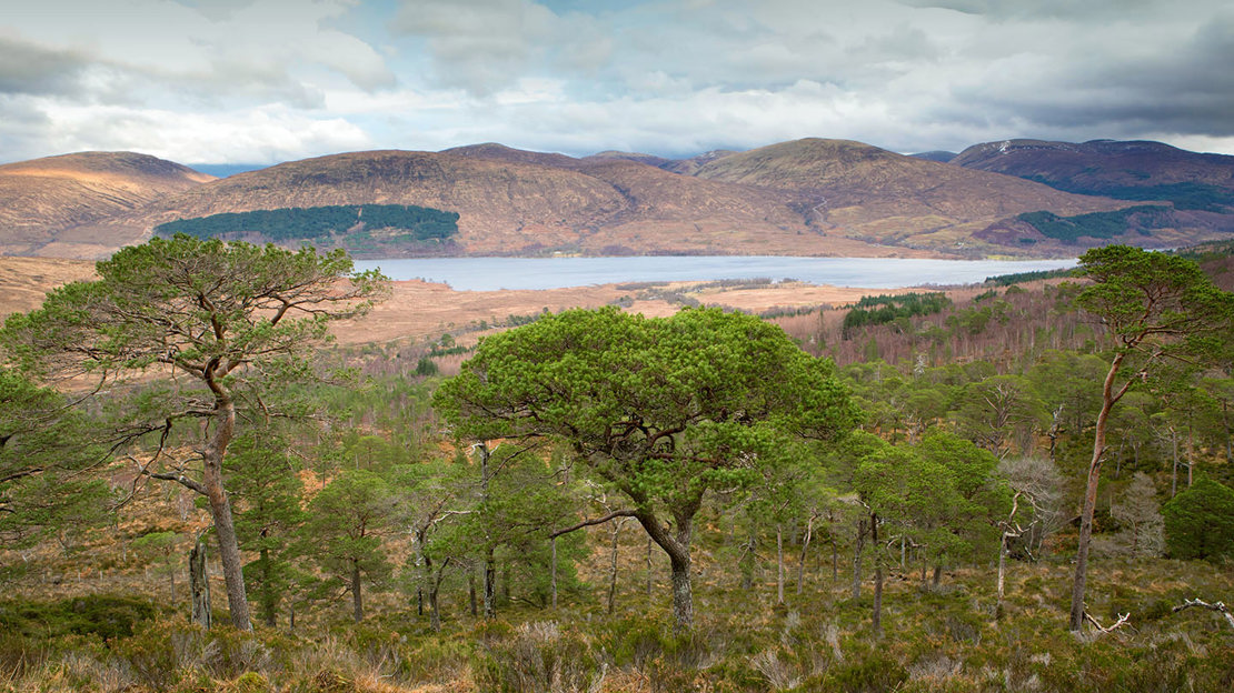 Panoramic view of Loch Archaig with granny pines in the foreground