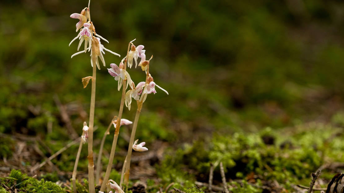 Ghost orchid in shaded woodland