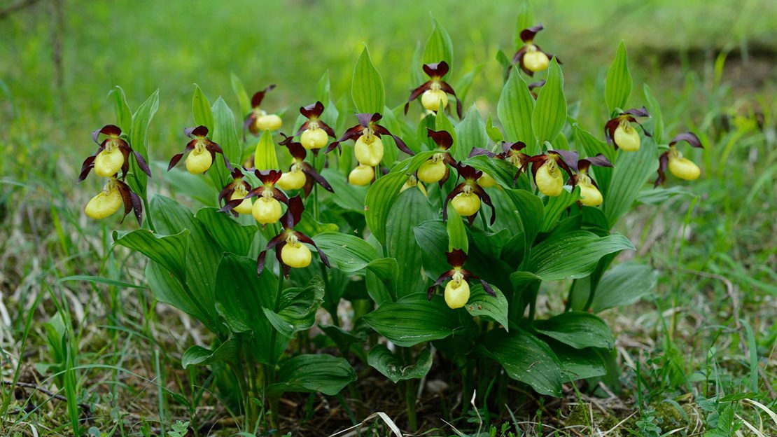 Lady's slipper orchid, yellow and purple petals
