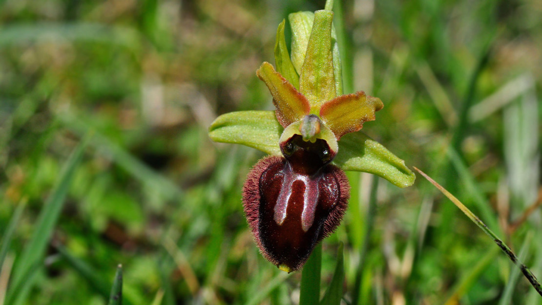 Early spider orchid flower