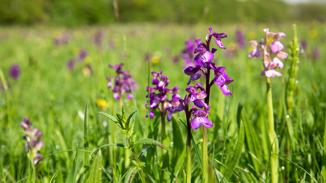 Green Winged Orchid in flower in a meadow