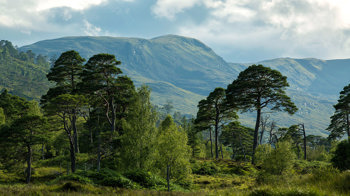 Landscape of lush Caledonian woodland at Loch Archaig with mountains in background