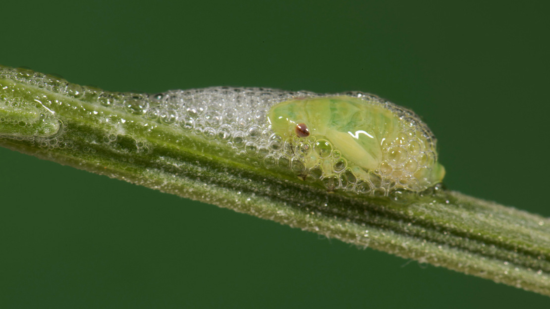 Froghopper nympth sitting on a plant stem surrounded by liquid bubbles of cuckoo spit
