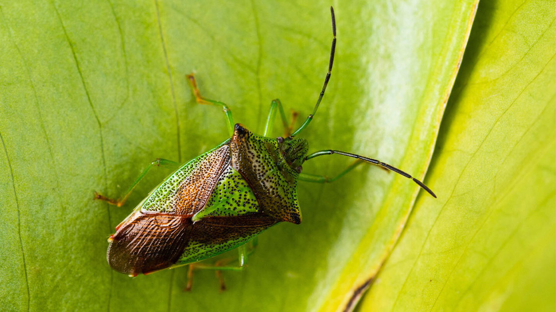 Close up of a hawthorn shieldbug standing on a green leaf backlit by sunshine