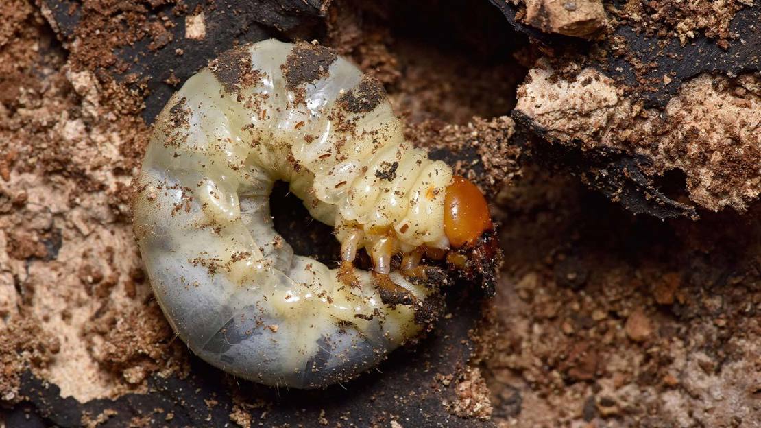 Close up of a stag beetle larva lying on its side amongst rotten wood