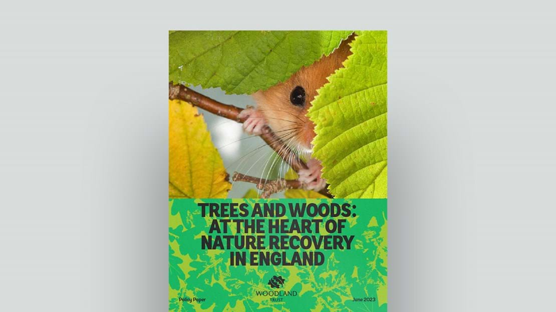 Trees And Woods At The Heart Of Nature Recovery In England Document Cover