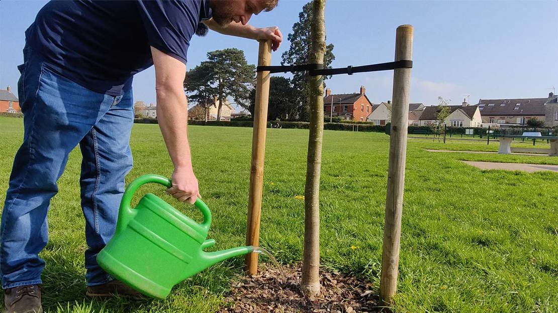 Man bending down to water a very small young tree with agreen watering can