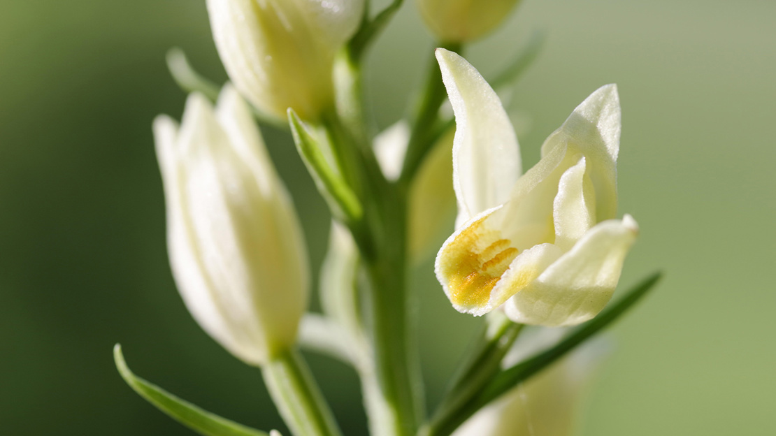 White Helleborine flower in bloom