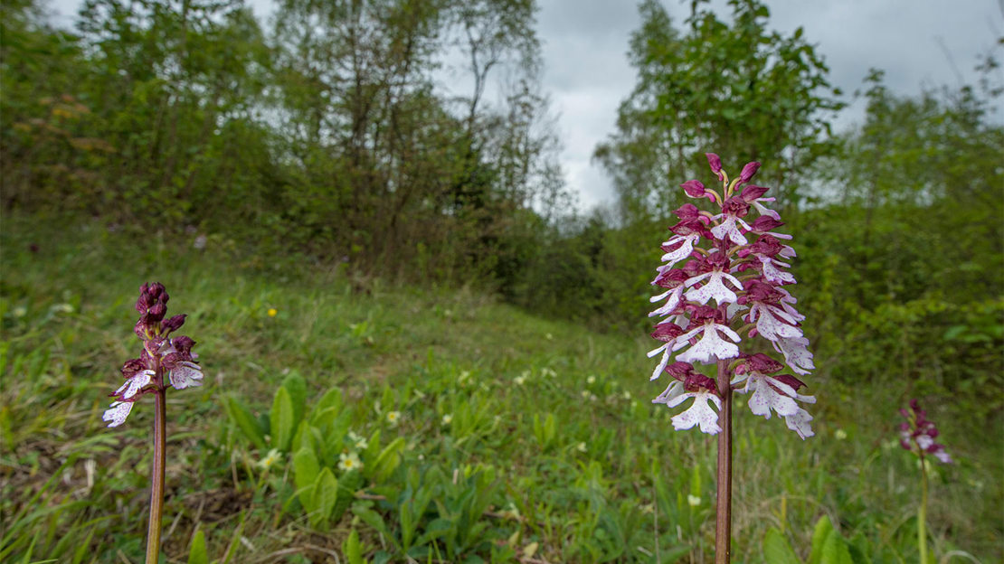 Lady Orchid in flower