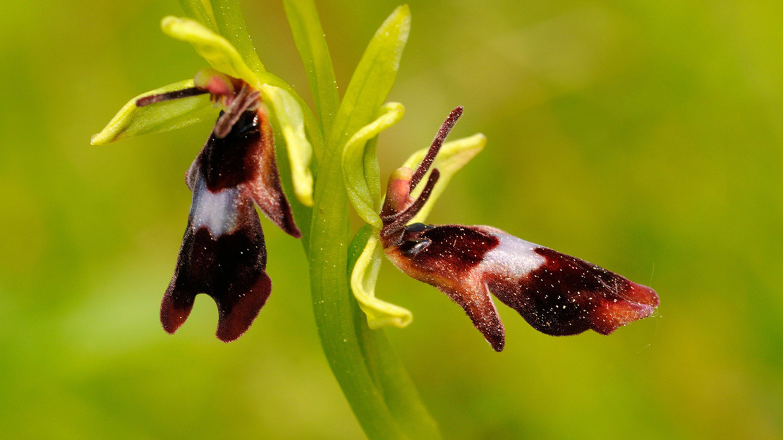 Fly Orchid flower in bloom