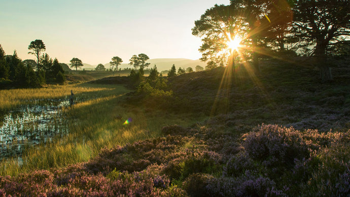 Sun shining through Scots pine in moorland