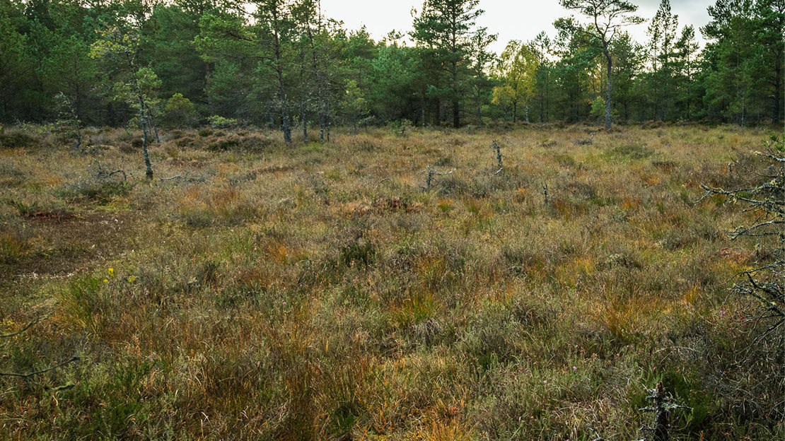 Yellow and brown heathland with trees in the background in Scotland