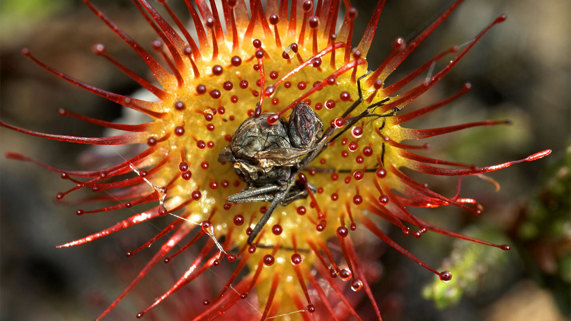 Close-up of a fly stuck to the tendrils on the round pad of a sundew plant