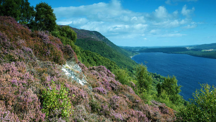 Healthland in mixed woodland overlooking Loch Ness at Abriachan woods
