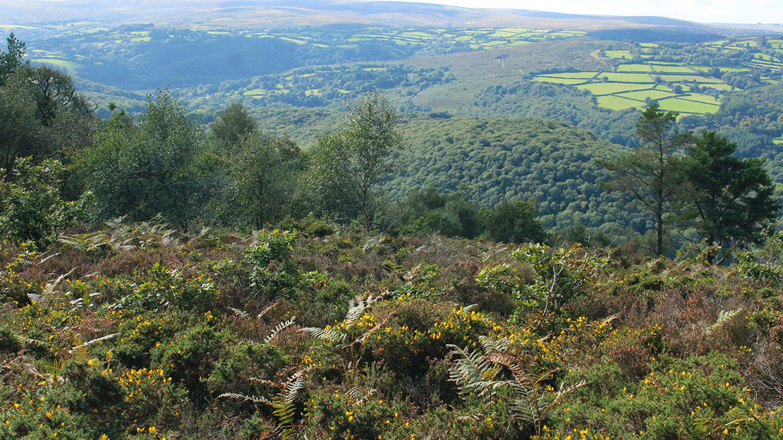 Landscape showing open heathland in the foreground and dense woodland in the background