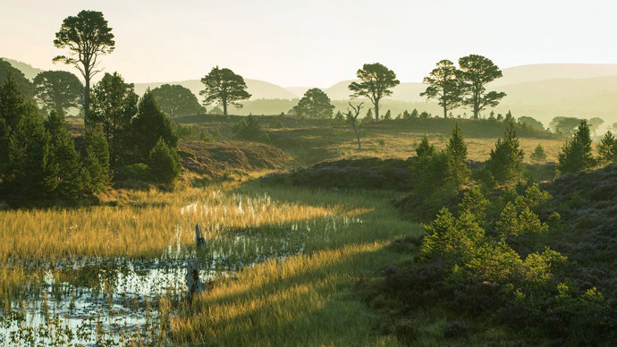 A hazy landscape of heather flowering in moorland
